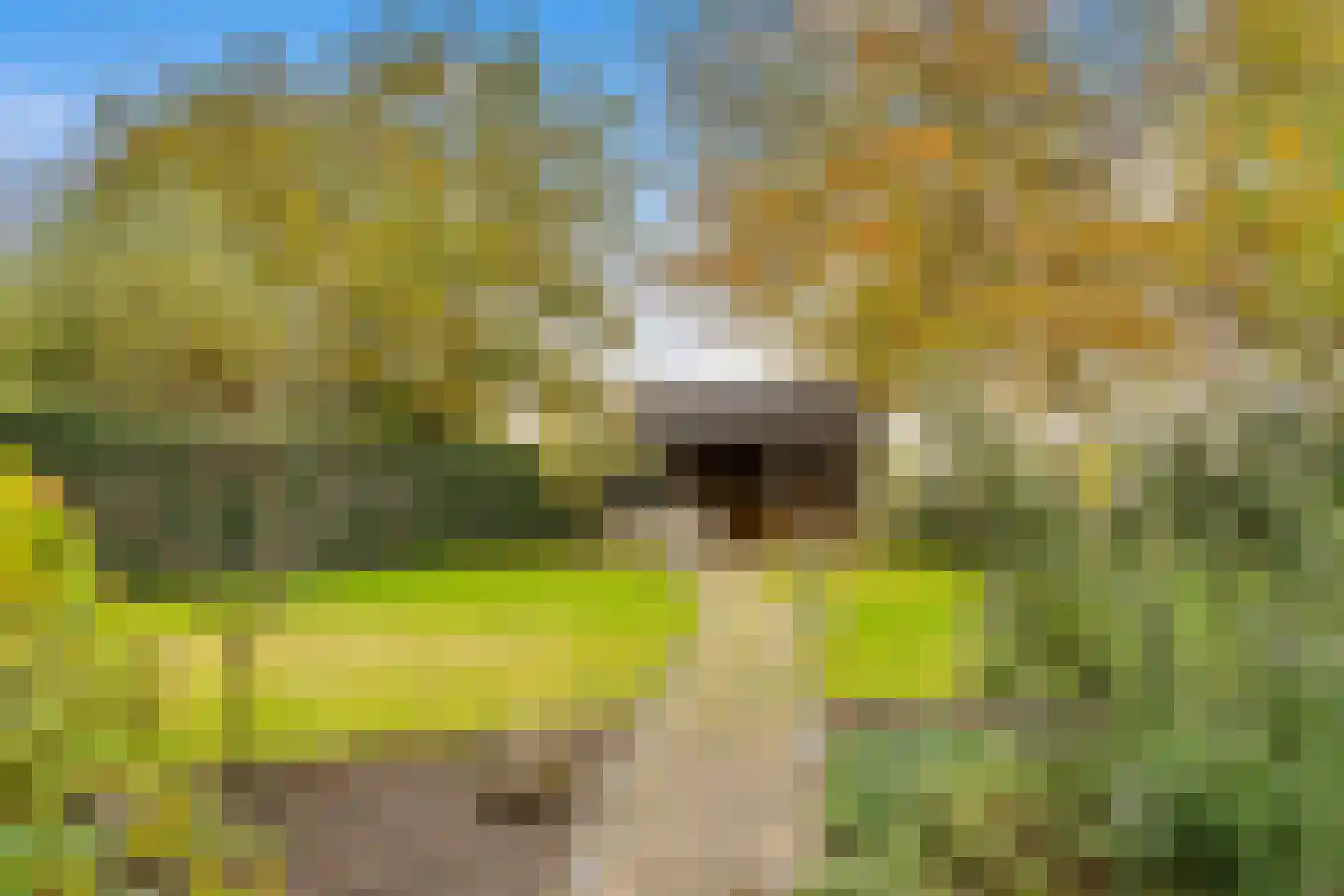 Gildelandt 53 Maashees thumbnail 53