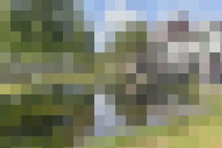 Gildenburg 44 Gouda thumbnail 19