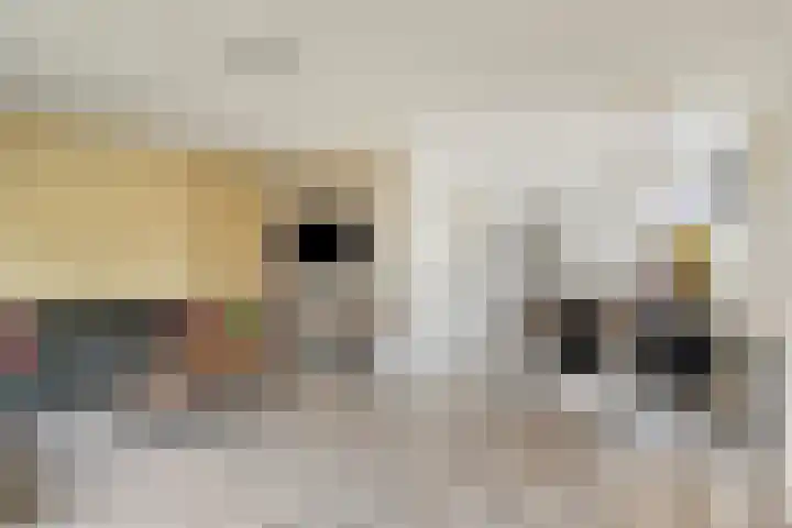 Gildenhoed 7 Groeningen thumbnail 10