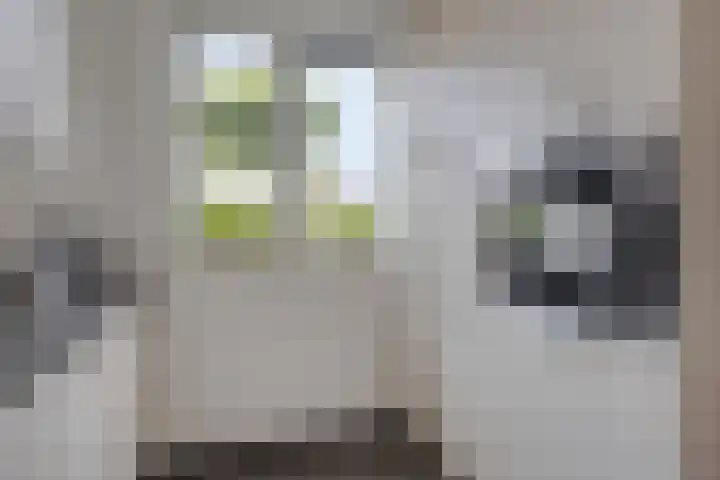 Gildeplein 21 Lierop thumbnail 17