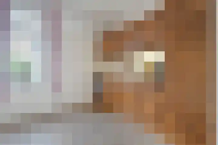 Gipskruid 6 Nieuwleusen thumbnail 19