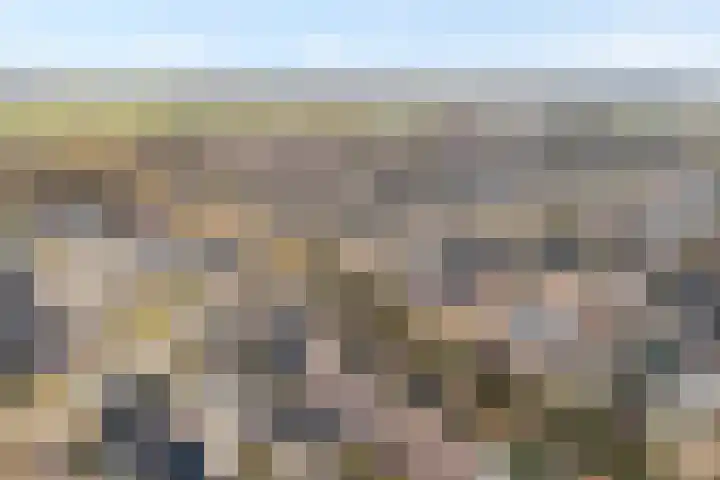 Gipskruid 6 Nieuwleusen thumbnail 44