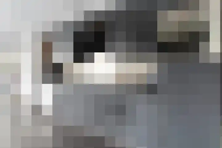 Glacisweg 32 Hulst thumbnail 13