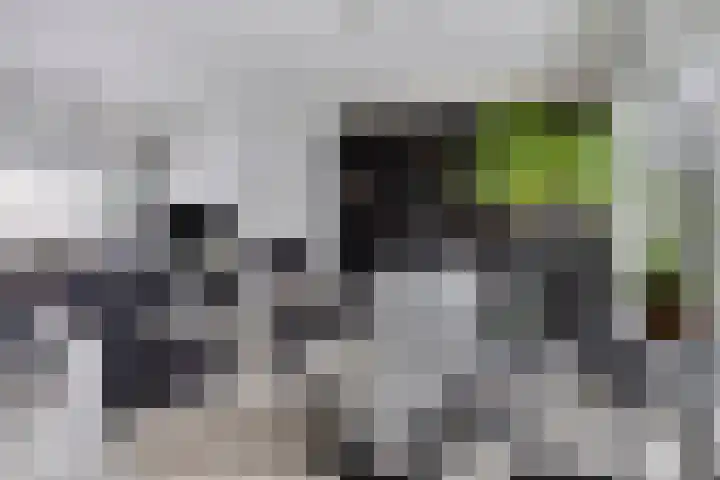 Glacisweg 32 Hulst thumbnail 9