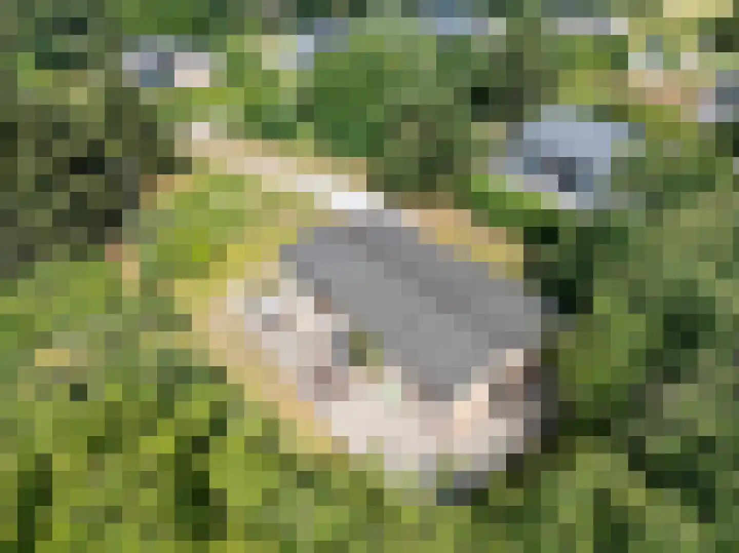 Gladde Duuntjes 4 Buren thumbnail 39