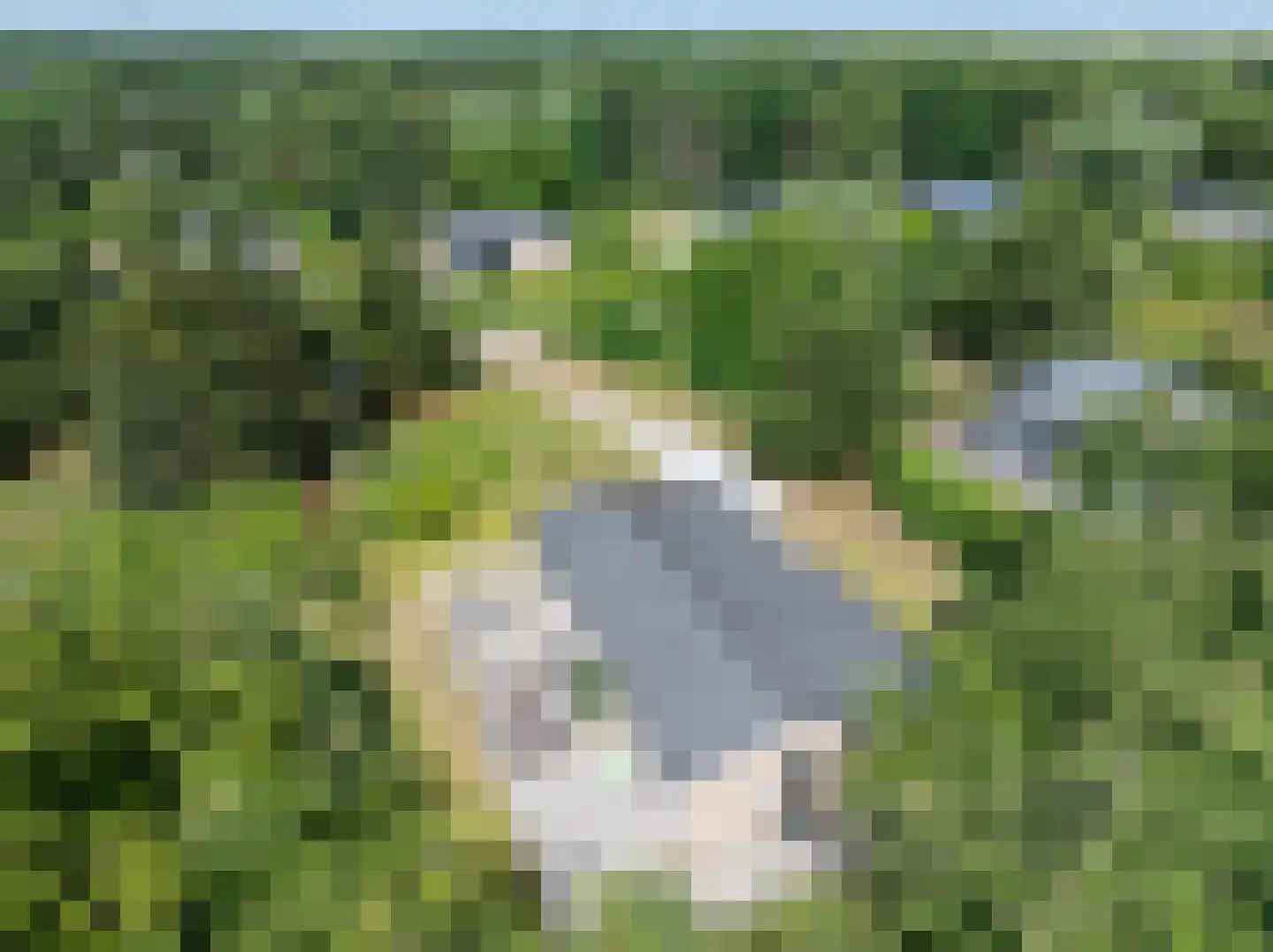 Gladde Duuntjes 4 Buren thumbnail 40