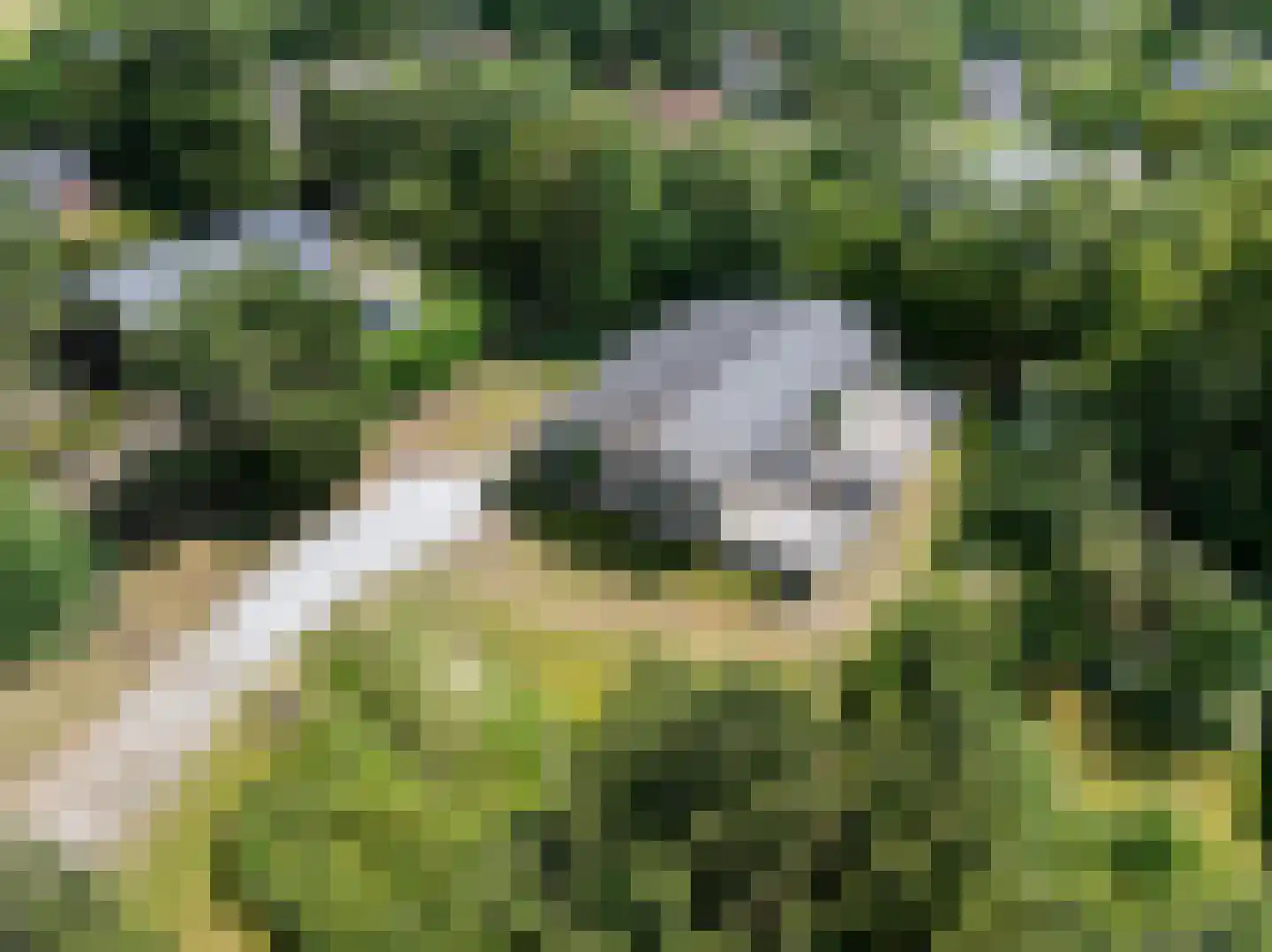 Gladde Duuntjes 4 Buren thumbnail 41