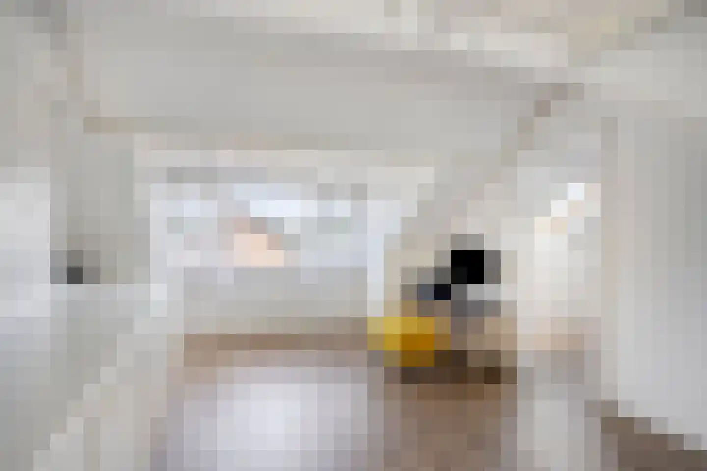 Gladioolstraat 12 Dongen thumbnail 5