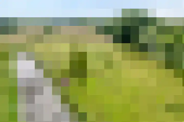 Glanerbeek 28 Zwolle thumbnail 49