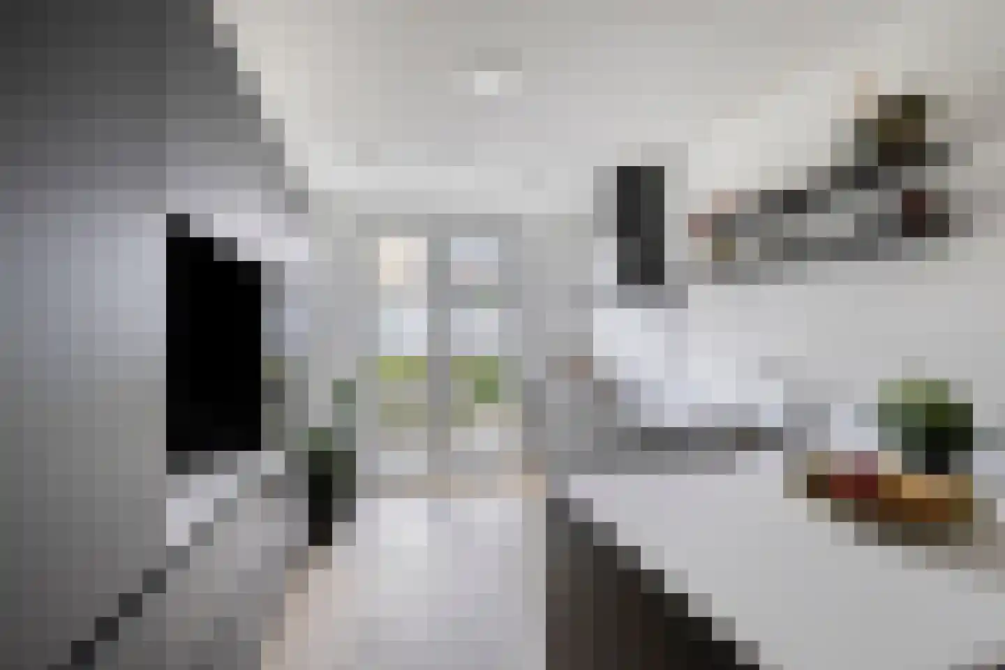 Glanslibel 18 Son en Breugel thumbnail 8