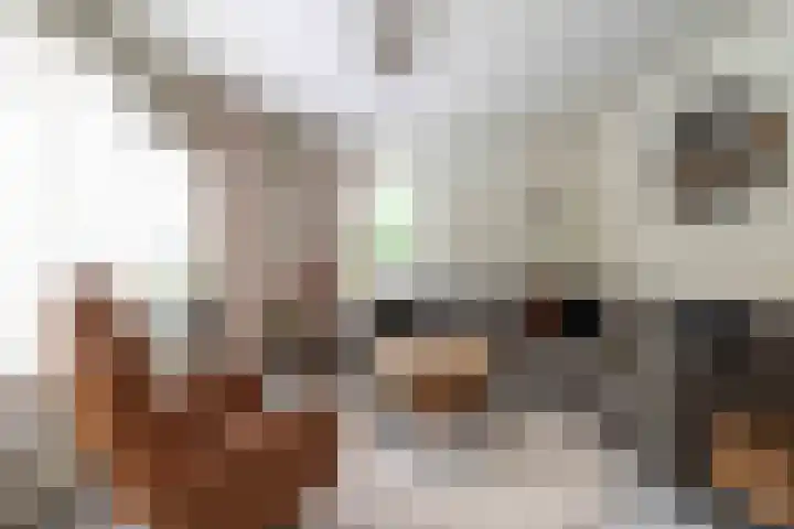 Glazeniershorst 156 Apeldoorn thumbnail 13