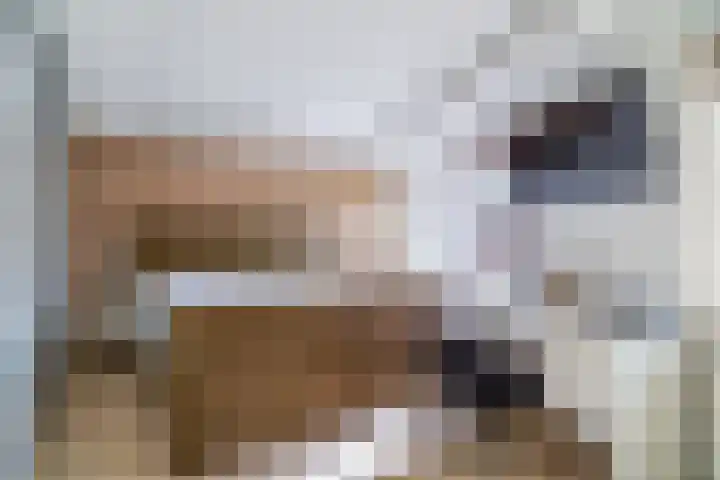 Glazenmakerhof 10 Den Haag thumbnail 34