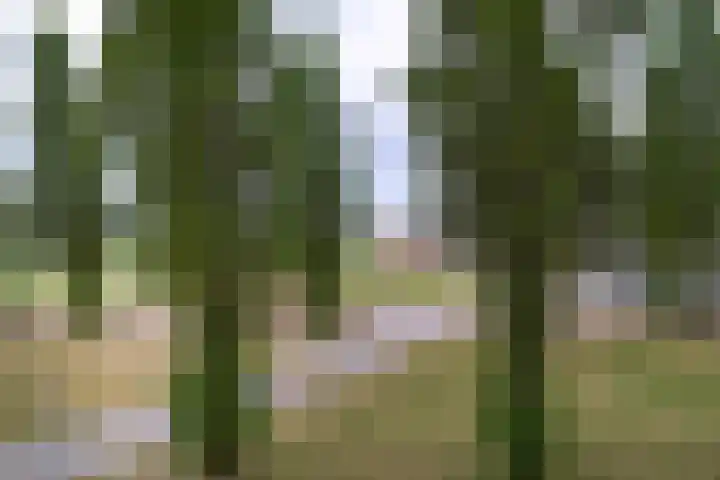 Glenn Millerpad 45 Utrecht thumbnail 22