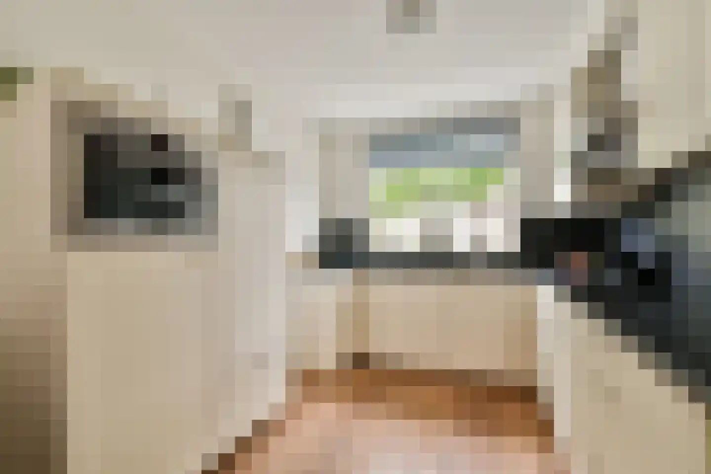 Glidkruid 5 Vlaardingen thumbnail 13