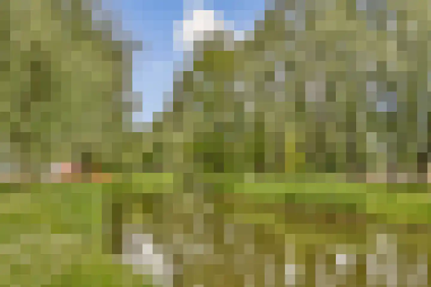 Glidkruid 5 Vlaardingen thumbnail 34