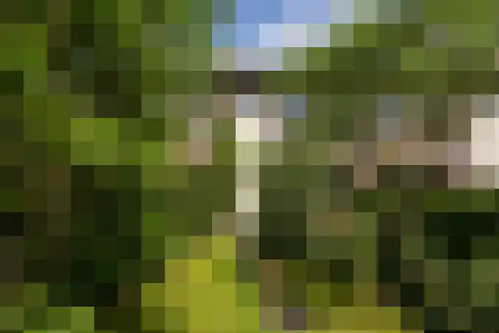 Glindhorst 6 De Glind