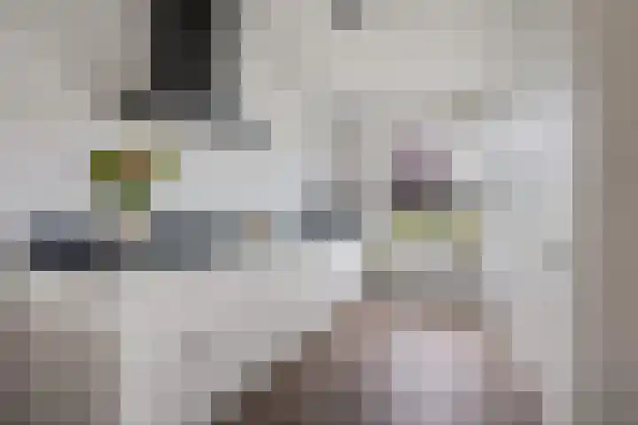 Glorie van Hollanderf 6 Hoef en Haag thumbnail 10
