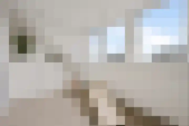 Glorie van Hollanderf 6 Hoef en Haag thumbnail 23