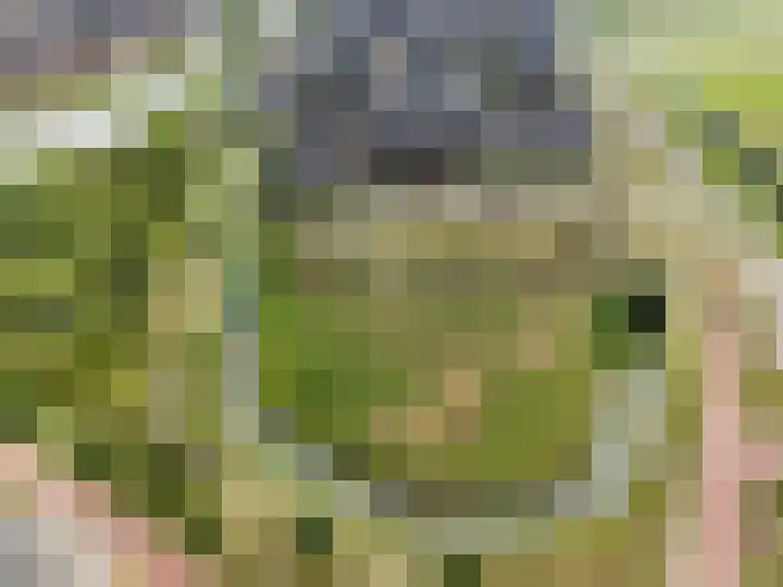 Glorie van Hollanderf 6 Hoef en Haag thumbnail 33