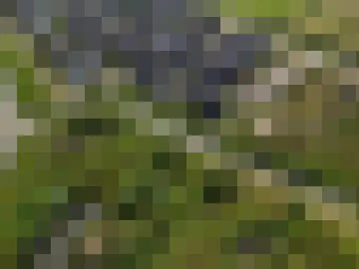 Glorie van Hollanderf 6 Hoef en Haag thumbnail 36