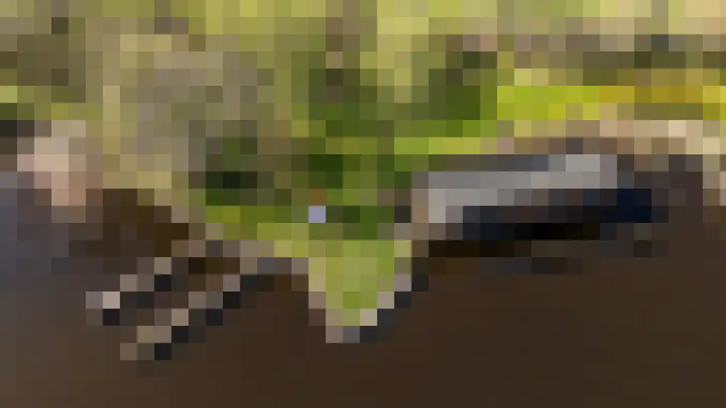 Goatum 7 Grou thumbnail 35