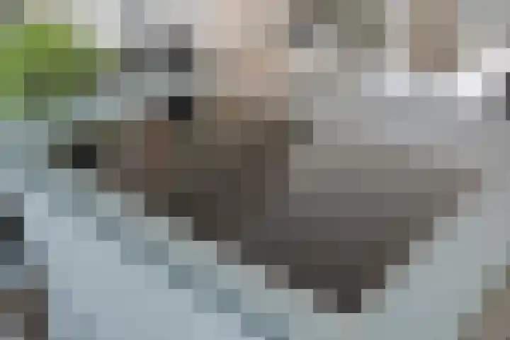Godefriduslaan 16 Heerde thumbnail 22