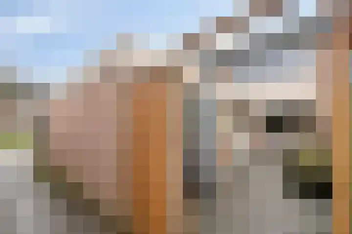 Godefriduslaan 21 Heerde thumbnail 37