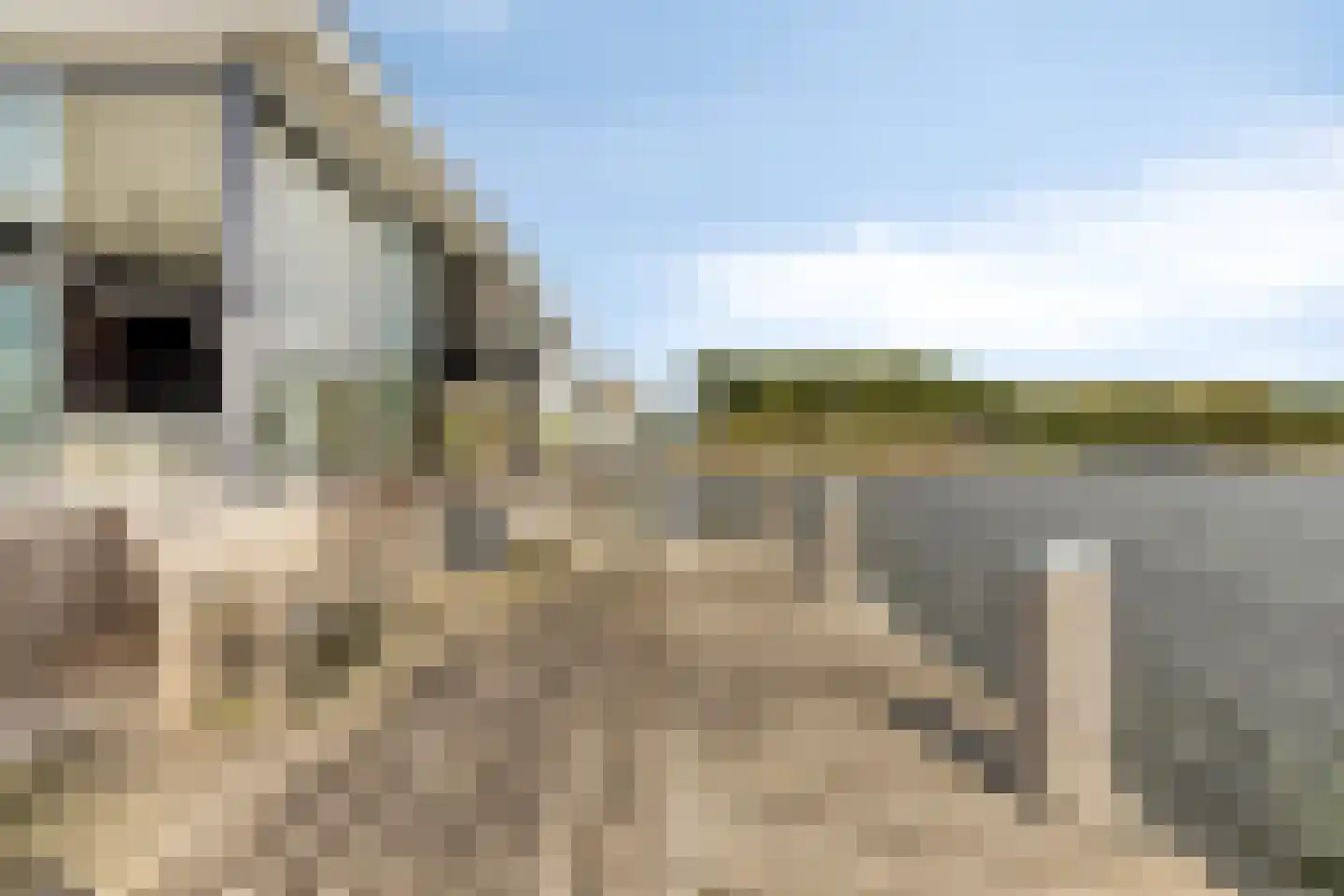Goese Dieplaan 75 Goes thumbnail 57