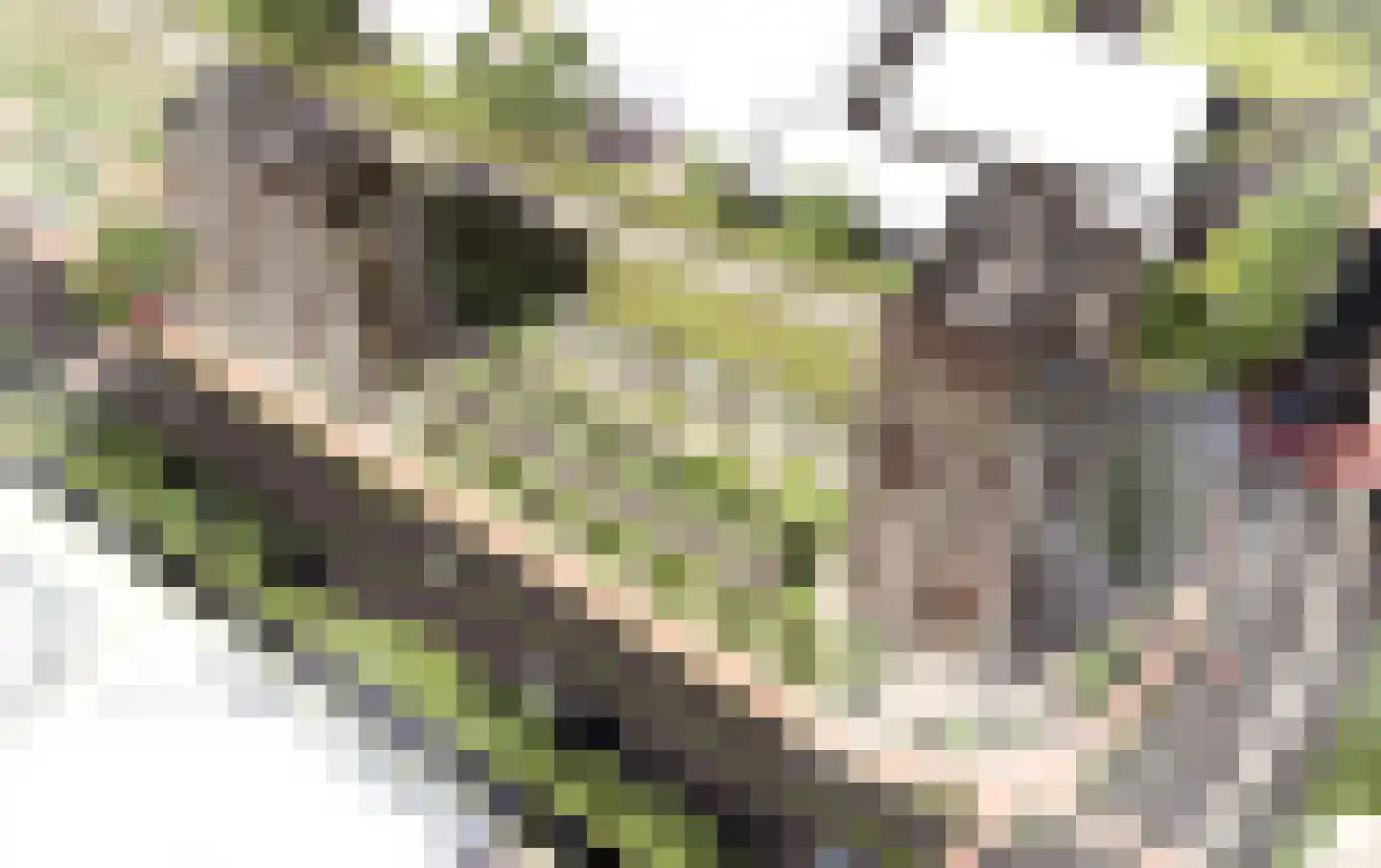 Golda 209 Gouda thumbnail 12