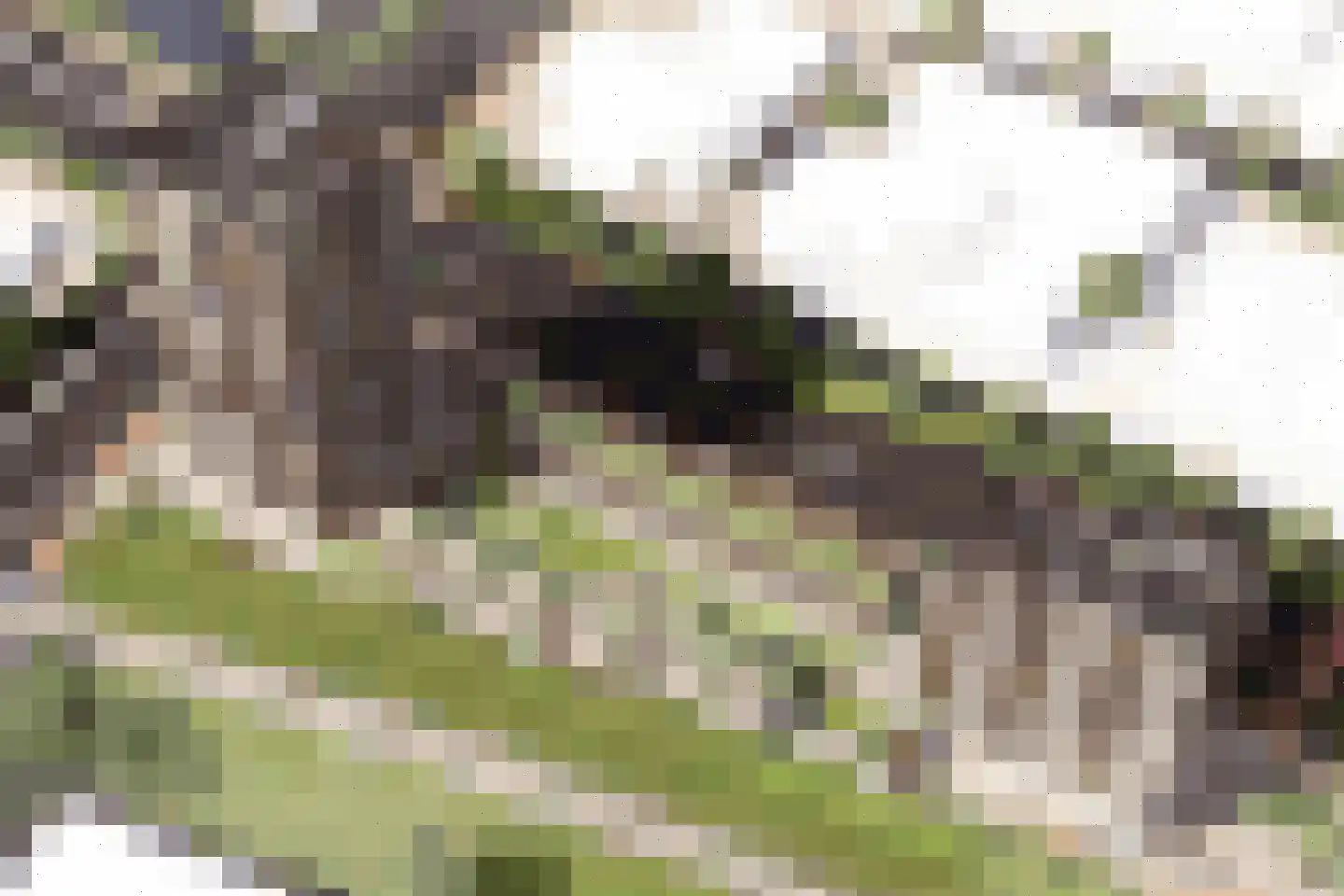 Golda 209 Gouda thumbnail 13