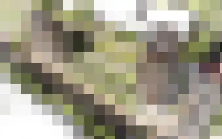 Golda 213 Gouda thumbnail 4