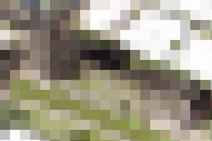 Golda 213 Gouda thumbnail 5