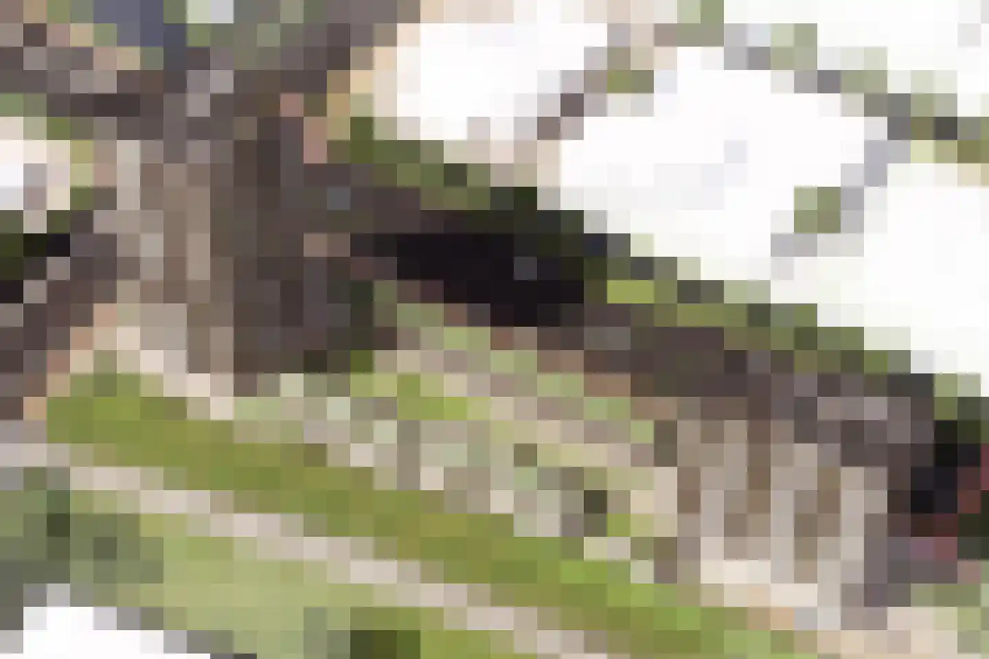 Golda 213 Gouda thumbnail 5