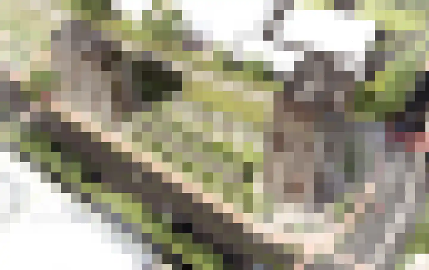 Golda 245 Gouda thumbnail 6