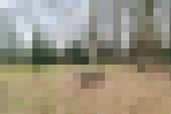 Goldakkers 6 Zeegse thumbnail 14