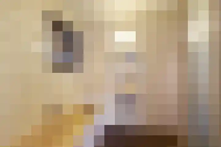 Goldakkers 6 Zeegse thumbnail 41
