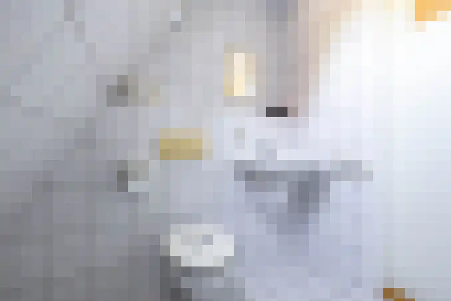 Goldakkers 9 Zeegse thumbnail 41
