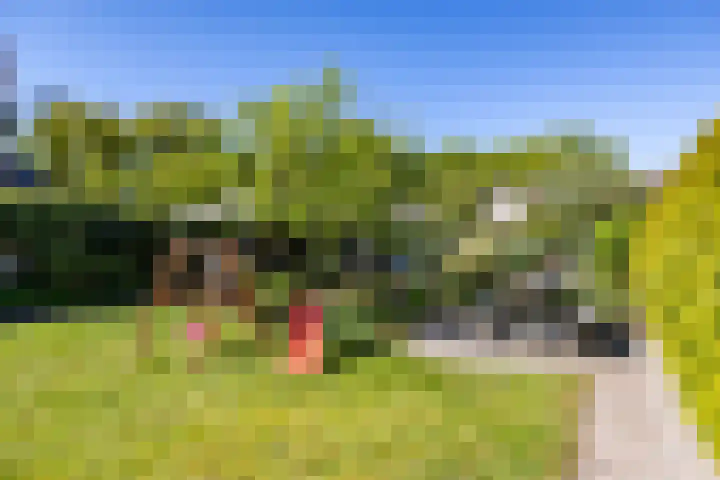 Goldakkers 9 Zeegse thumbnail 54