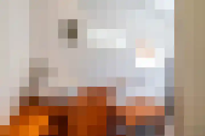 Goldbergsingel 20 Leek thumbnail 30