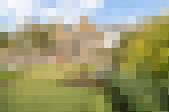 Golden Delicious 108 Duiven thumbnail 36