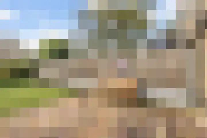 Golden Delicious 108 Duiven thumbnail 40