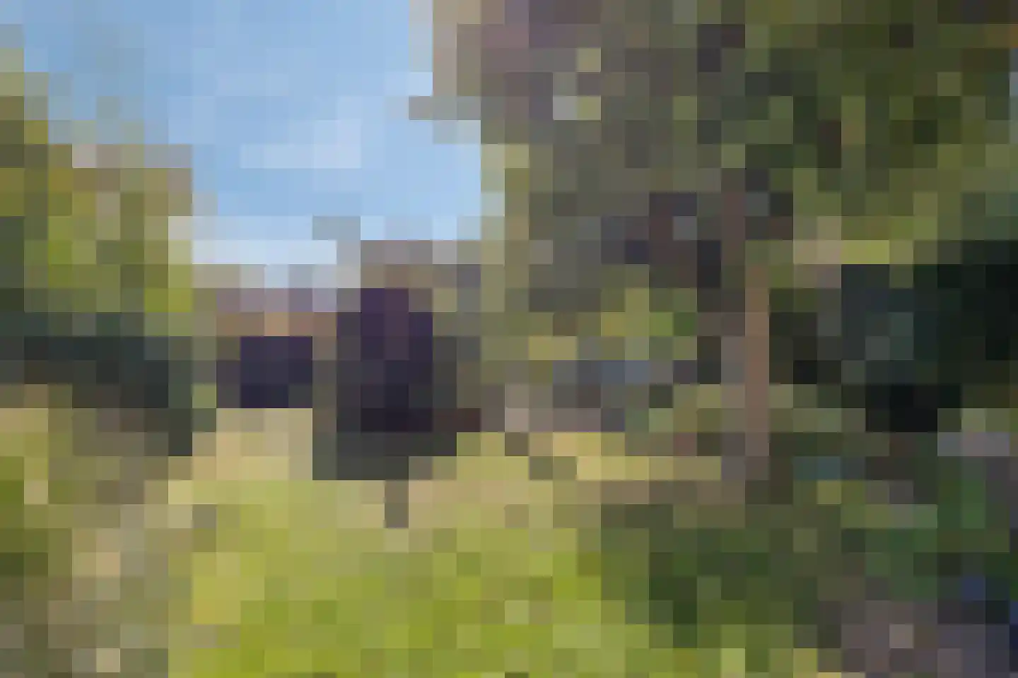 Golden Delicious 134 Duiven thumbnail 58