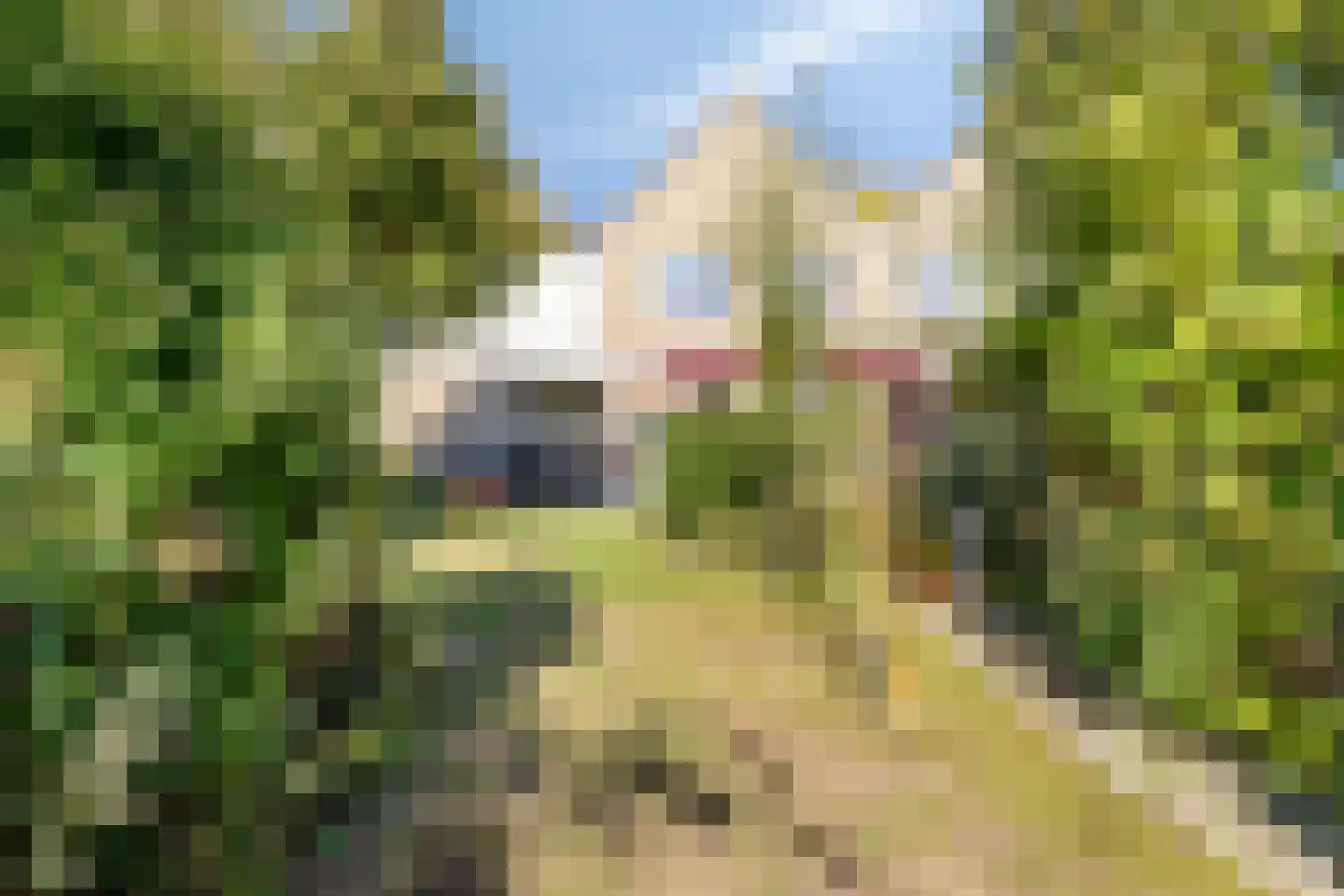 Golden Delicious 134 Duiven thumbnail 60