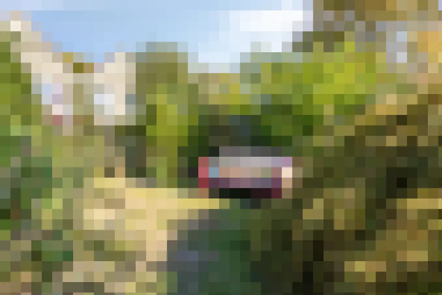 Golden Delicious 134 Duiven thumbnail 65