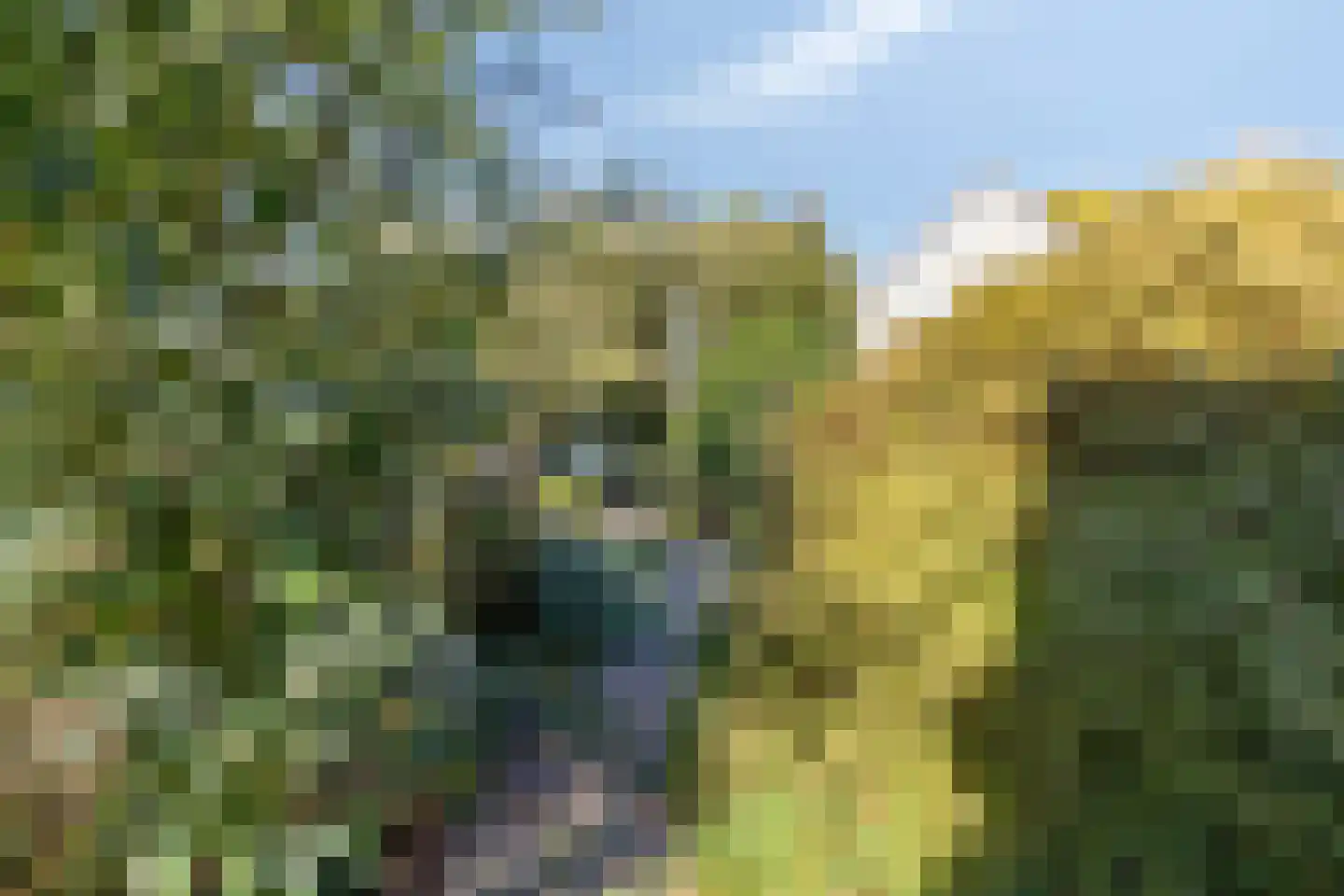 Golden Delicious 134 Duiven thumbnail 68