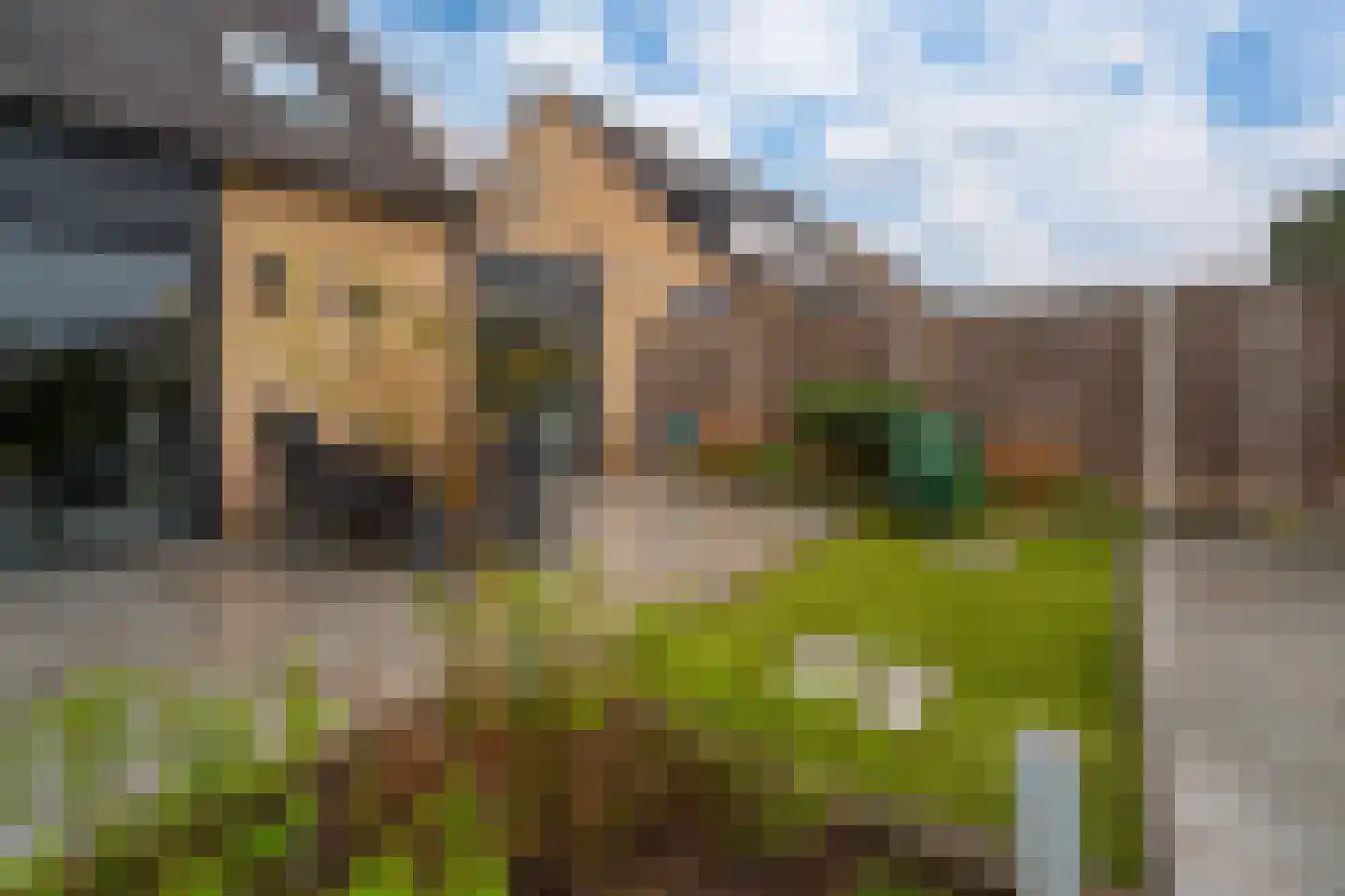 Golden Delicious 40 Duiven thumbnail 28