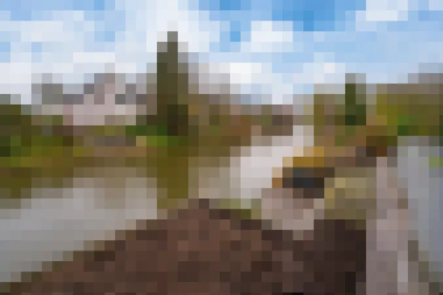 Golden Delicious 40 Duiven thumbnail 5