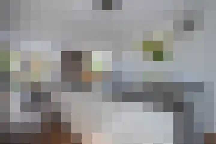 Golden Delicious 42 Duiven thumbnail 15