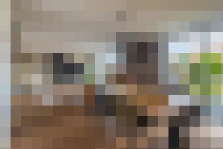 Golden Delicious 42 Duiven thumbnail 23