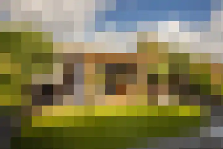Golden Delicious 42 Duiven thumbnail 24